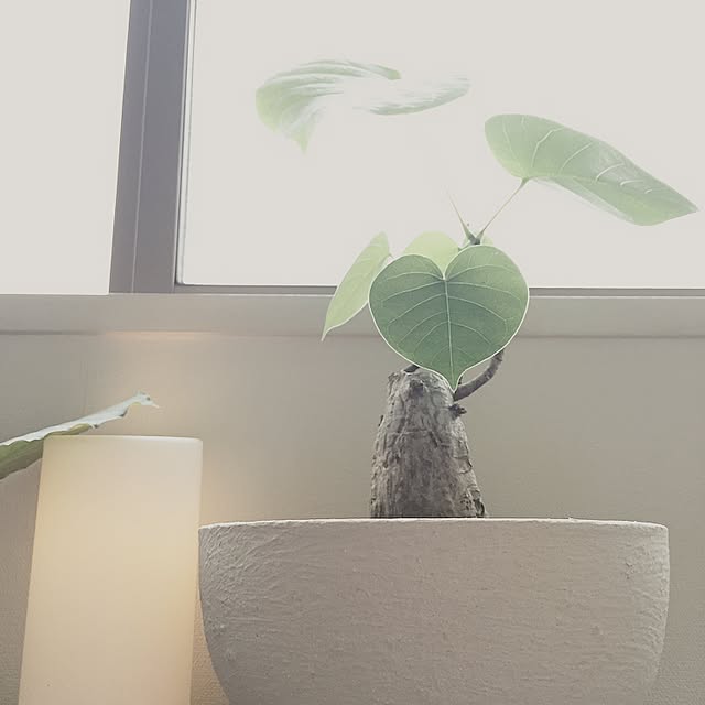 1haru1さんの実例写真