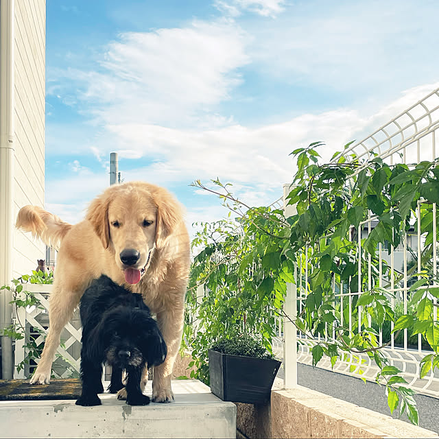 marinkoさんの実例写真