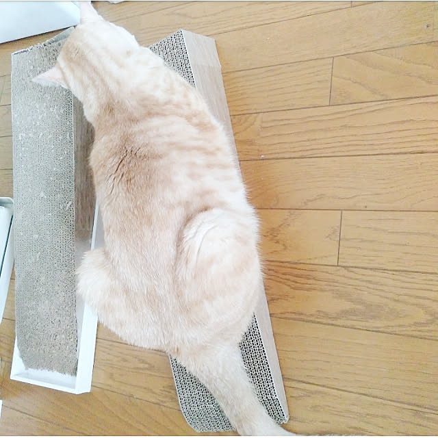 heart.emiemi57.whiteさんの実例写真