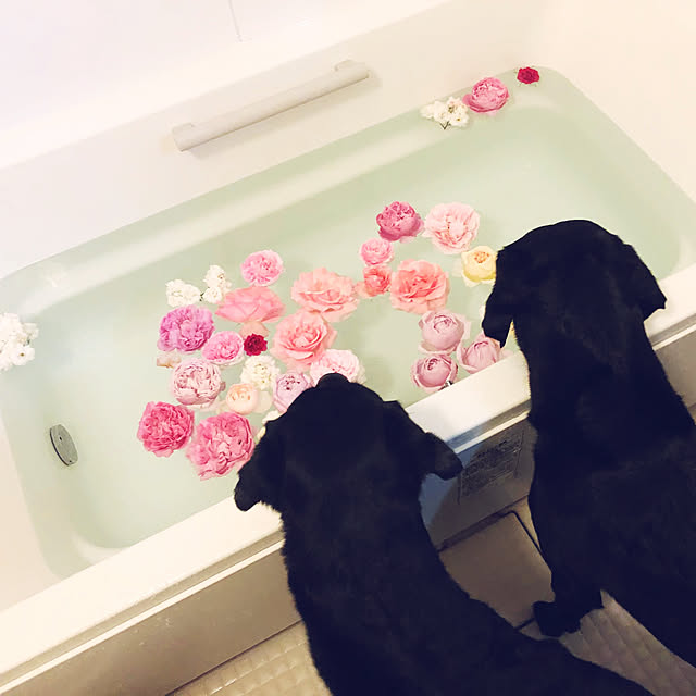 minu5656さんの実例写真
