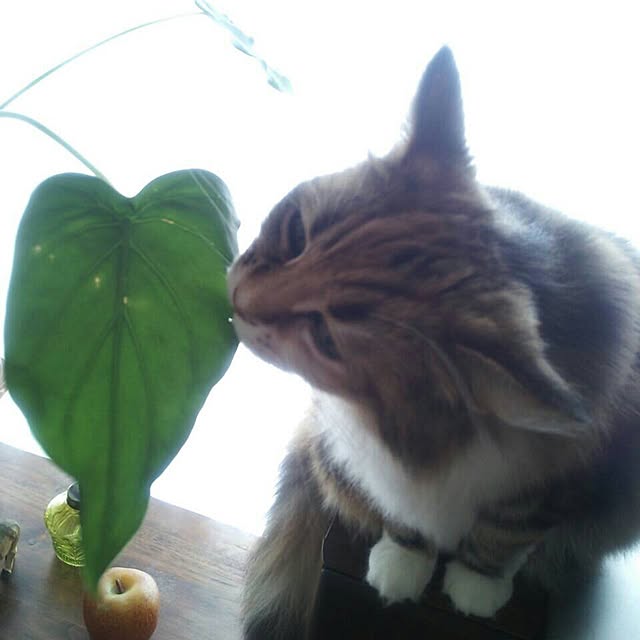 Asakoさんの実例写真