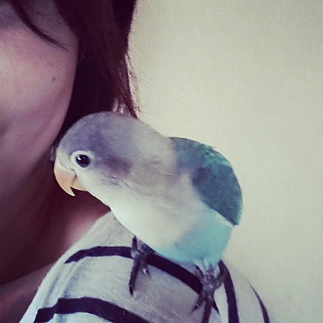okameさんの実例写真