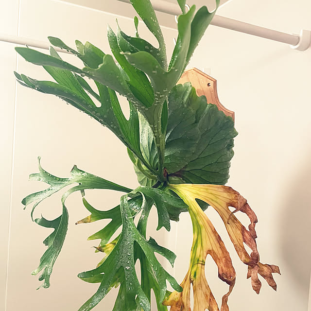 c.kさんの実例写真