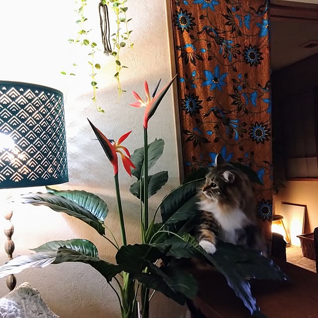 CHIKAさんの部屋