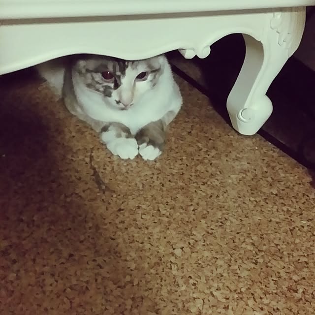 miuutheaさんの実例写真