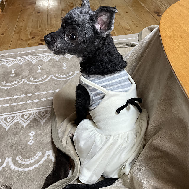 Chipさんの実例写真