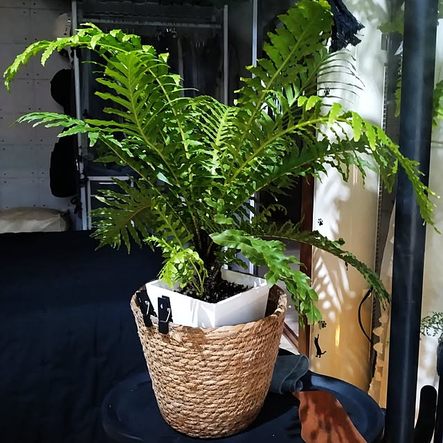runaさんの部屋
