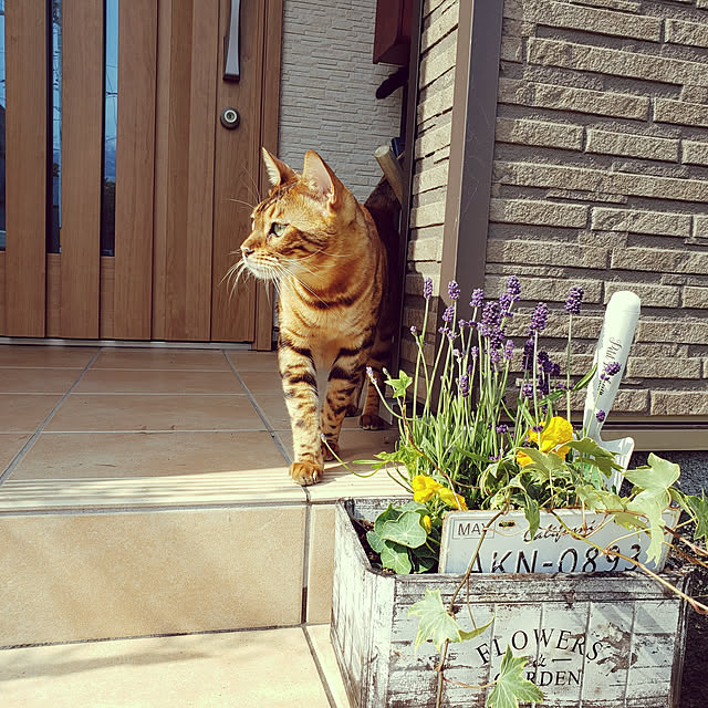 megu.catさんの実例写真