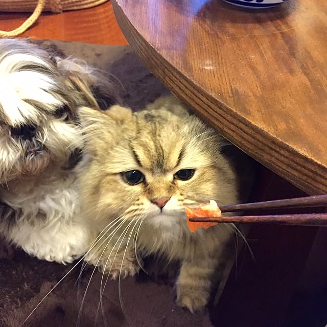 butachanさんの実例写真
