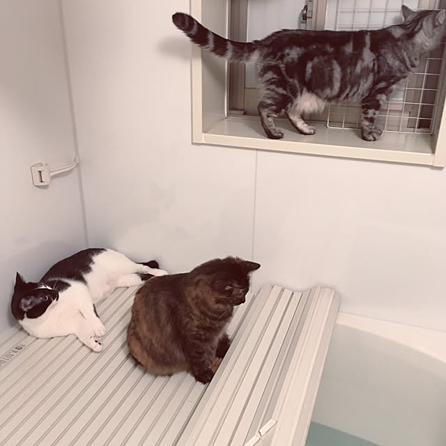 mikomaruさんの実例写真