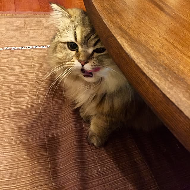 butachanさんの実例写真
