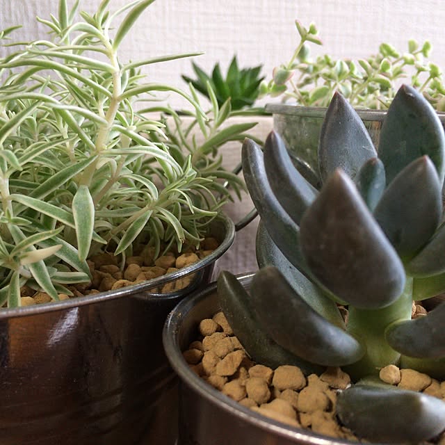 部屋全体/多肉植物のインテリア実例 - 2017-06-25 21:03:58