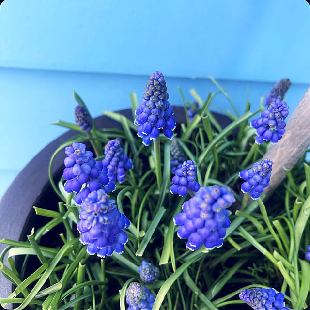 Ohigeさんの部屋