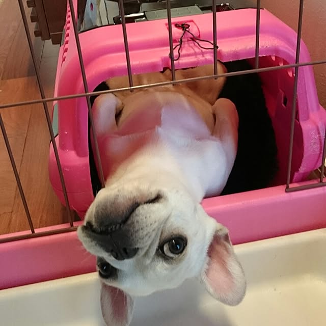 koyuki1115さんの実例写真