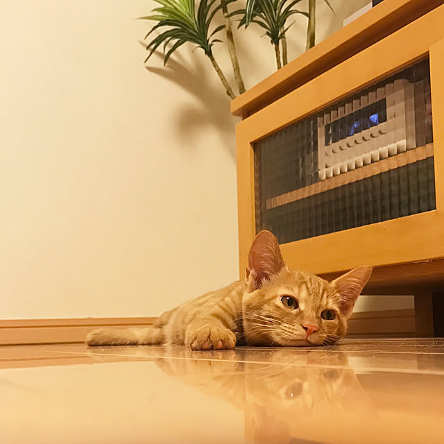 yuruttoayasanさんの実例写真