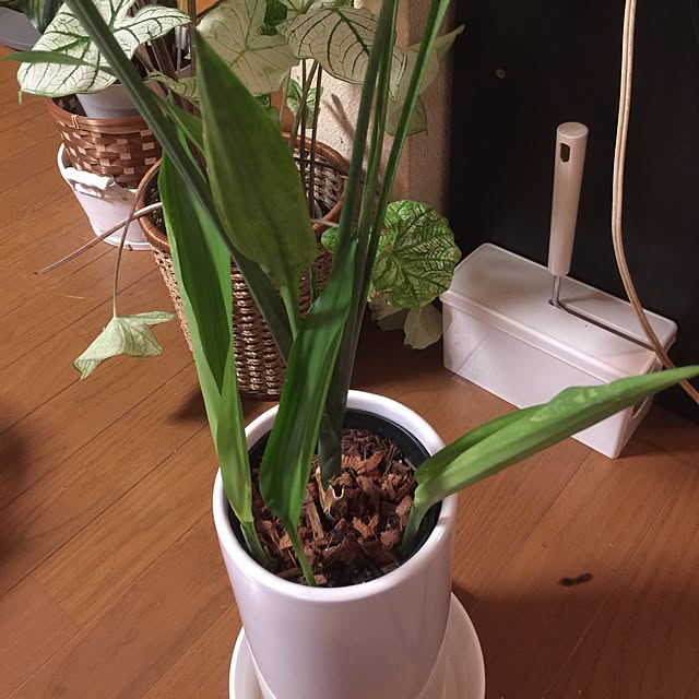 Harumiさんの実例写真
