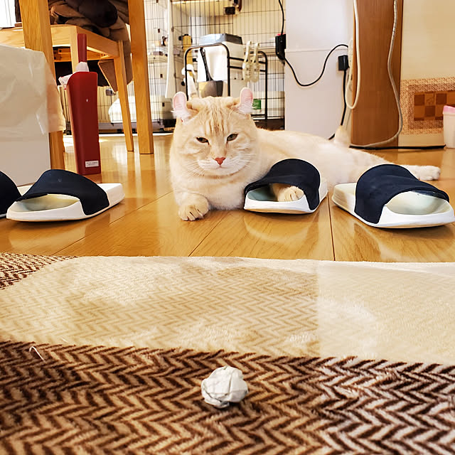 makoさんの実例写真