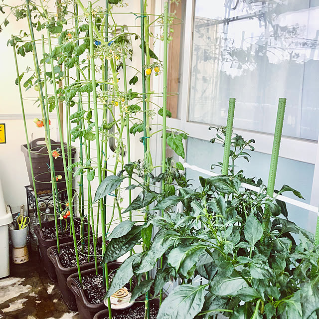 hanachanさんの部屋