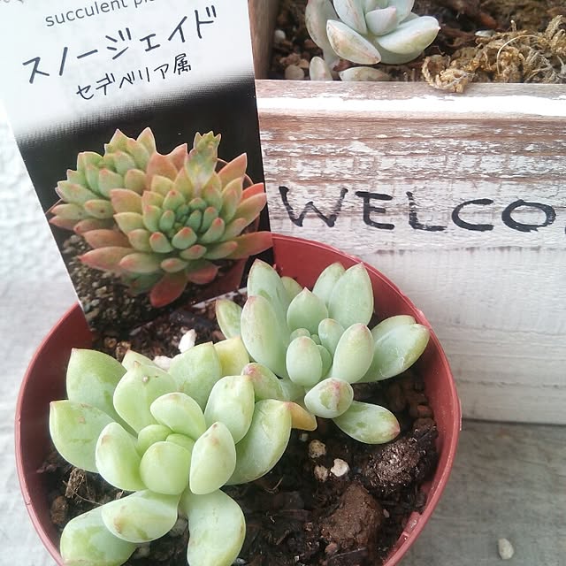 VERANDARJUNさんの実例写真