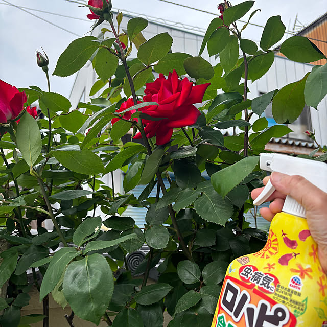 maayaさんの実例写真