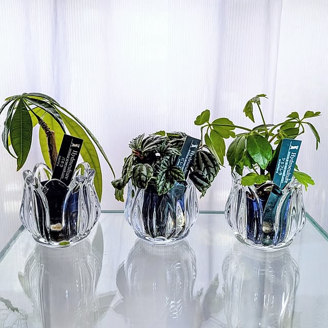 mi-saさんの実例写真