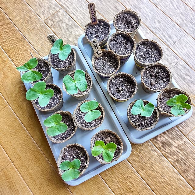faunさんの部屋