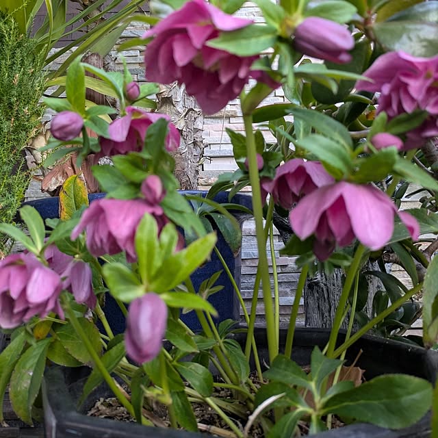 Yoshie1911さんの実例写真