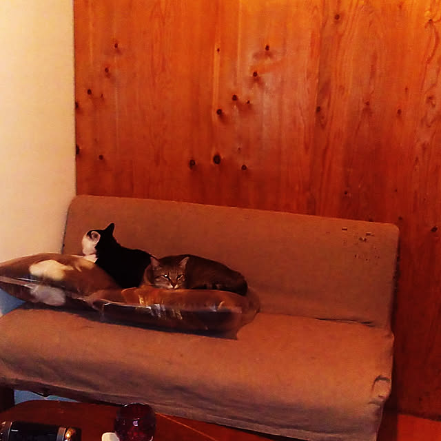catloveさんの実例写真