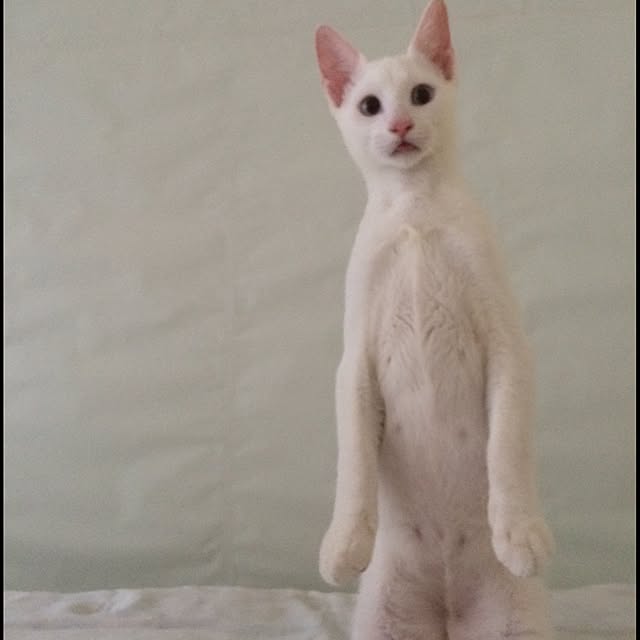 kimkim221さんの実例写真