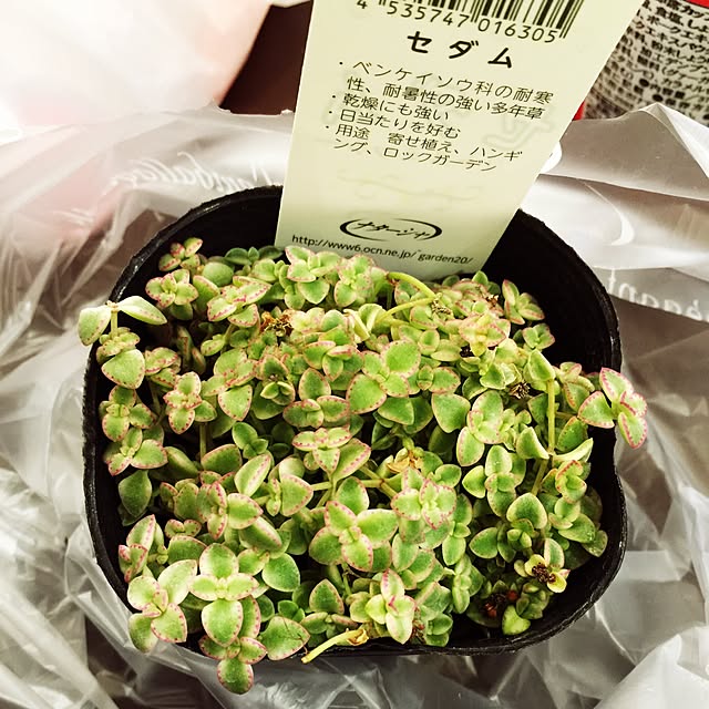 mamaさんの実例写真