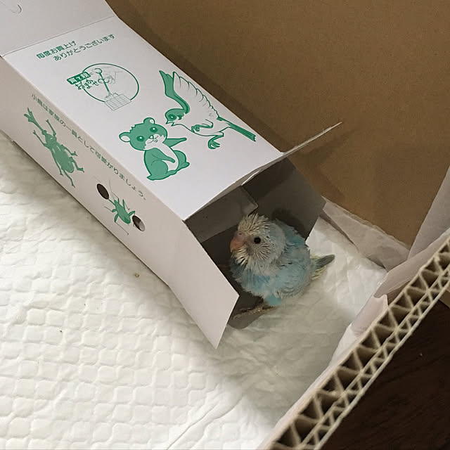 kouneさんの実例写真