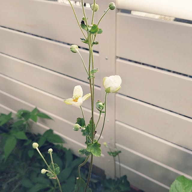 Bienvenueさんの部屋