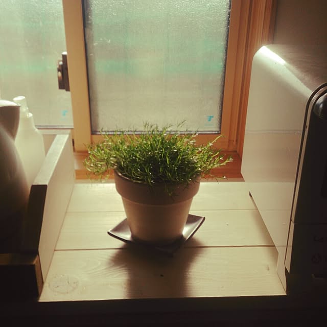 キッチン/植物のインテリア実例 - 2015-03-22 16:54:35