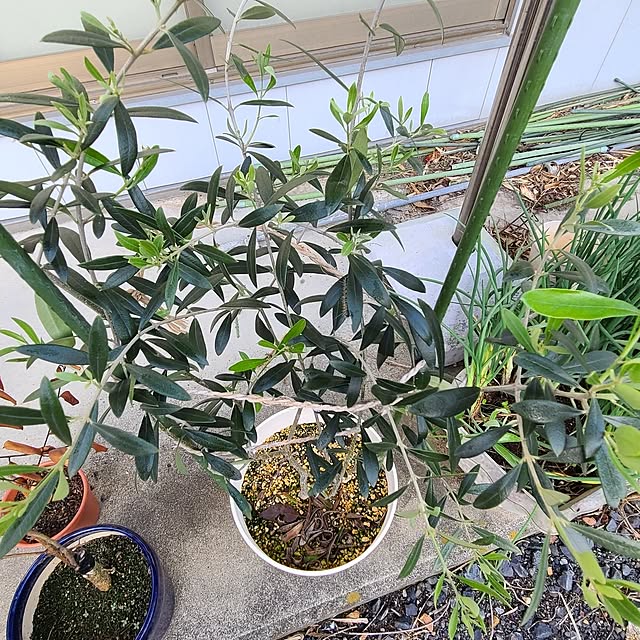 Rubiconさんの部屋