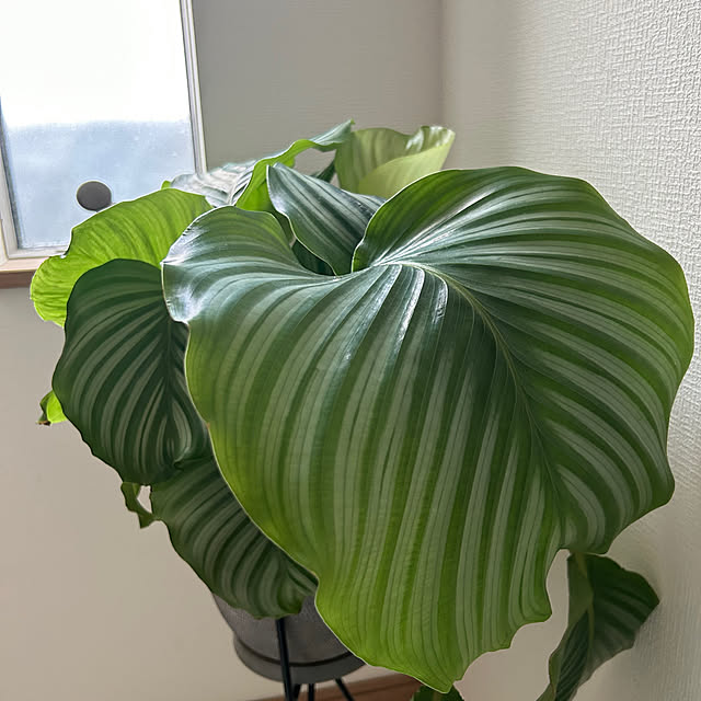 mocoさんの部屋