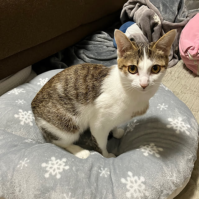 ha_koさんの実例写真