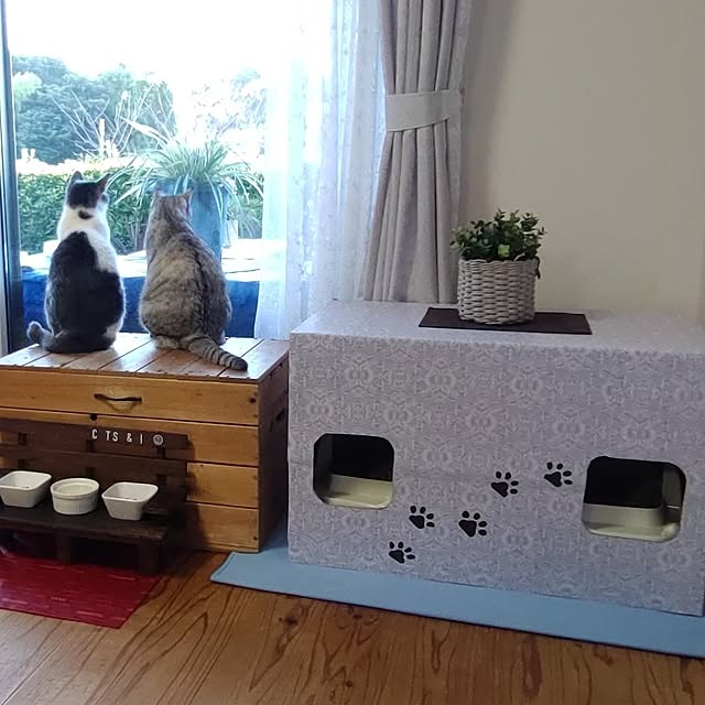 38catさんの部屋