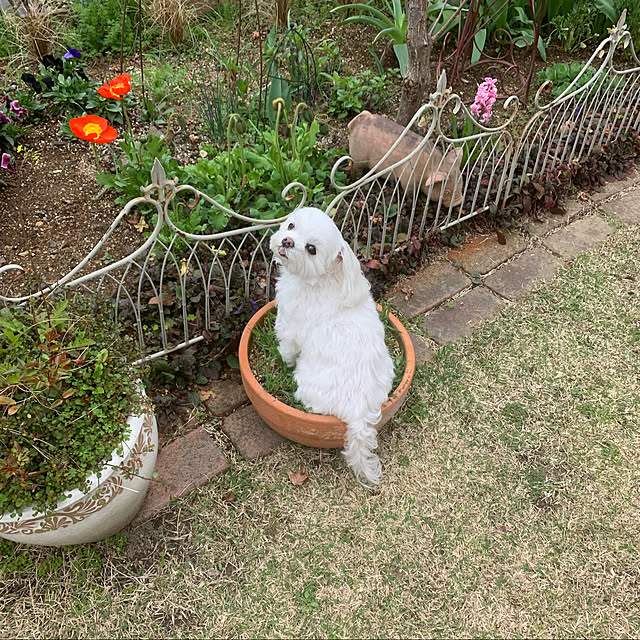 ponyoさんの実例写真