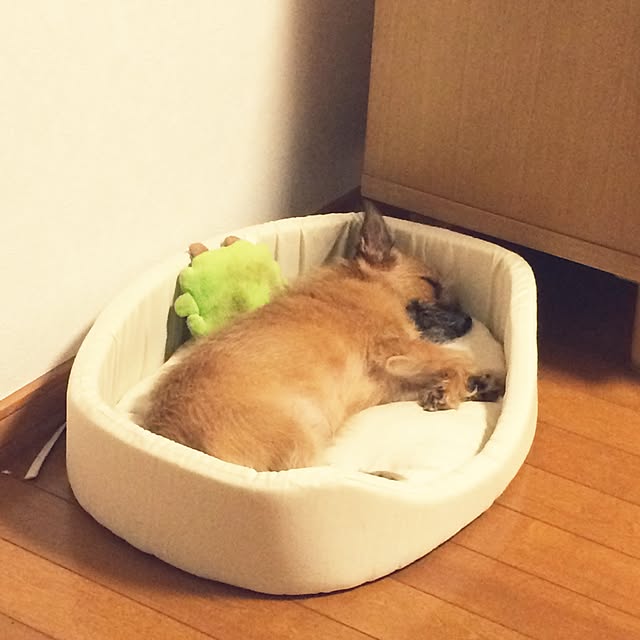kazuさんの実例写真