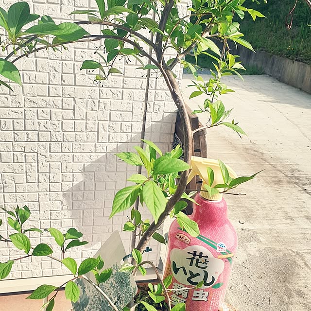 prepreさんの部屋