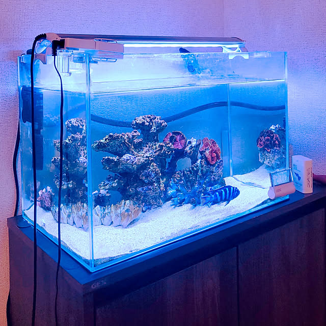 ベッド周り/水槽/水槽のある部屋/水槽のある暮らし/アクアリウムのインテリア実例 - 2022-09-11 11:02:52