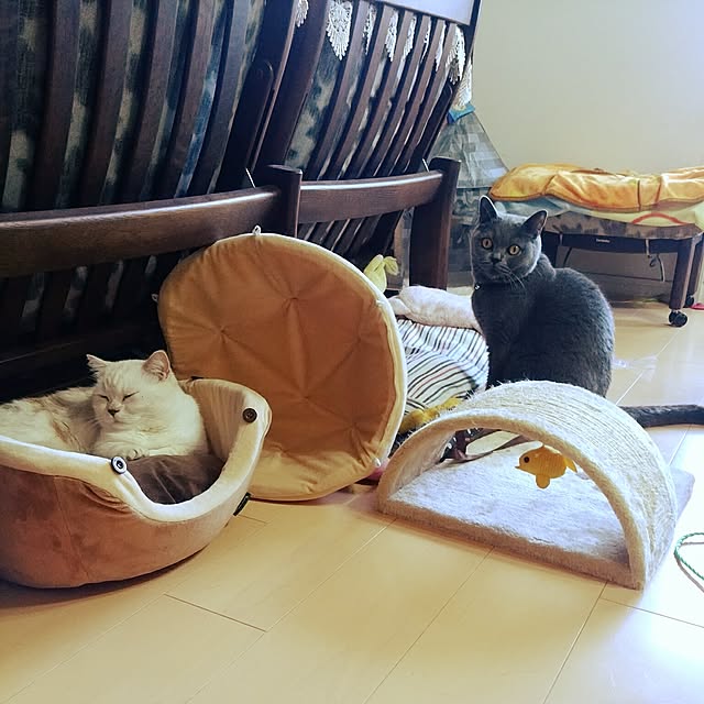 6catsさんの実例写真