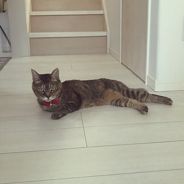 minminさんの実例写真