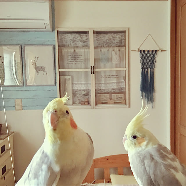 puriyuzuさんの実例写真