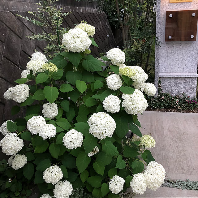 hatsugaさんの実例写真