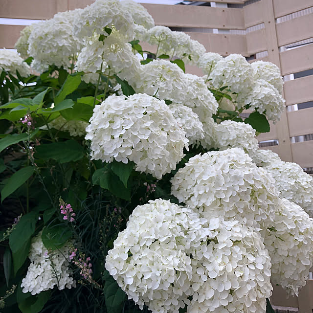 fuwalilyさんの部屋