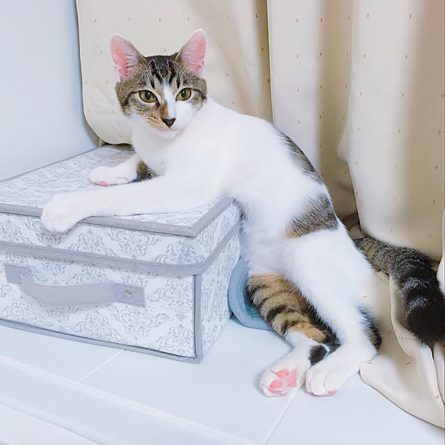 nyaaaaaaanさんの実例写真