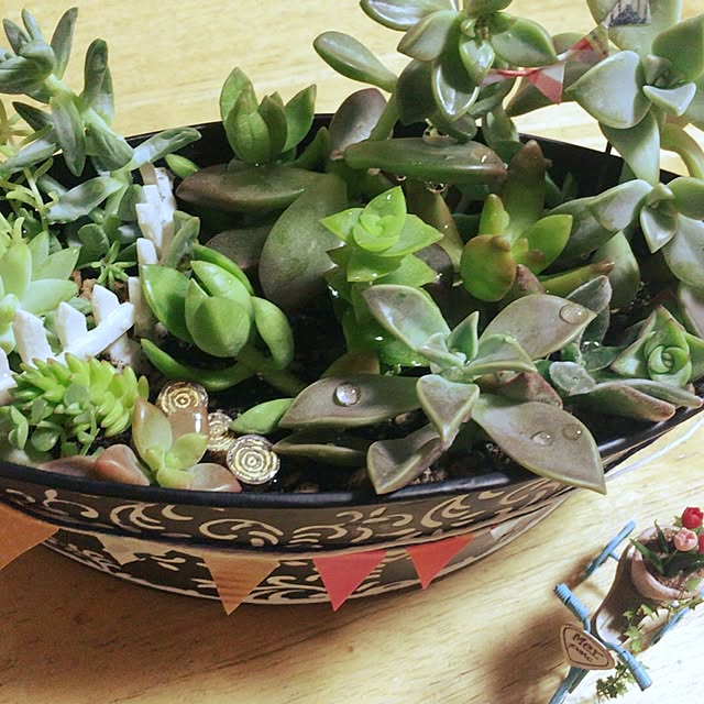 部屋全体/多肉植物/観葉植物/雑貨のインテリア実例 - 2016-07-27 22:02:55