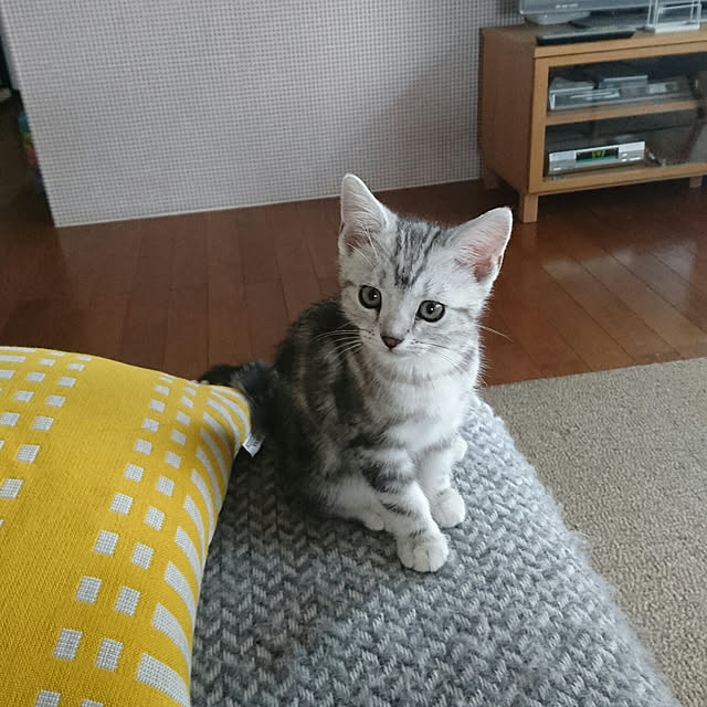 asmaさんの実例写真