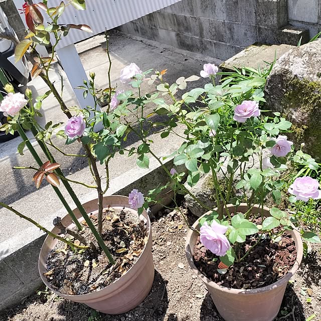 sumimarumiさんの部屋